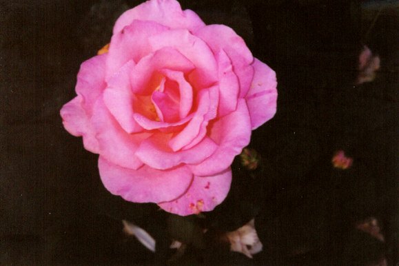 'Queen Elizabeth (Hybrid Tea, Lammerts before 1951)' rose photo