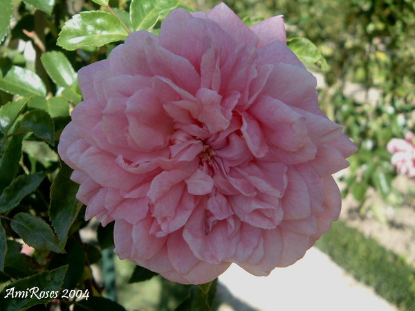 'Paul Transon (Rambler, Barbier, 1900)' rose photo