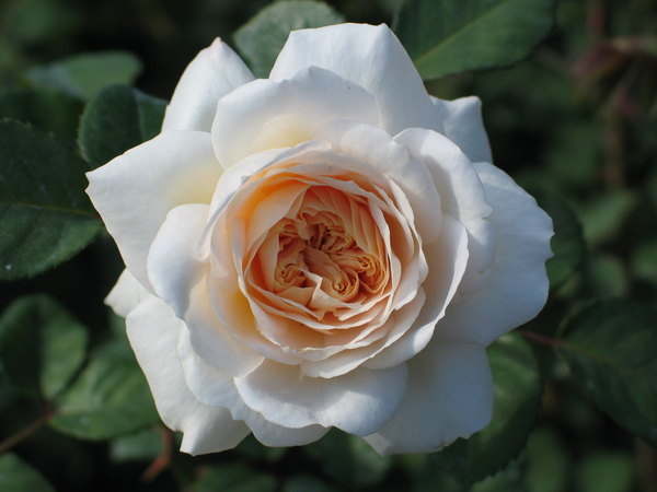 'Crocus Rose' rose photo
