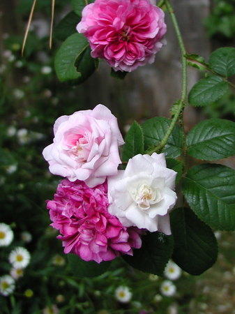 'Russell's Cottage Rose' rose photo