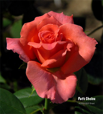 'Pat's Choice' rose photo