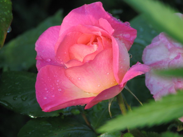 'Eyecatcher' rose photo