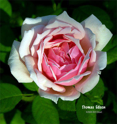 'Thomas A. Edison' rose photo