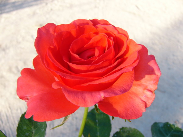 'Satellite ® (hybrid tea, Delbard, 1982)' rose photo