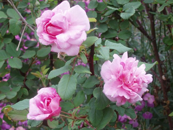 'Mistress Quickly' rose photo