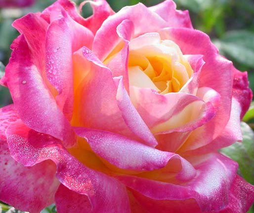 'BAIpeace' rose photo