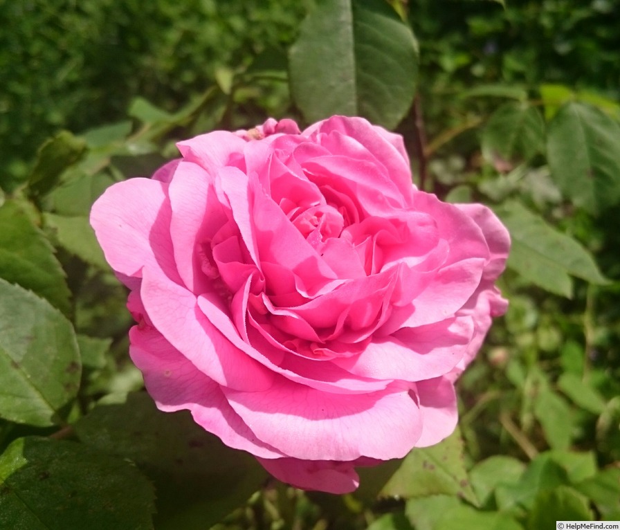 'Gertrude Jekyll ®' rose photo