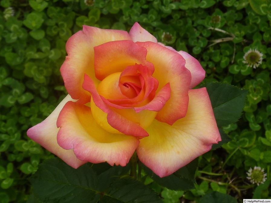 'Jean Piat ®' rose photo