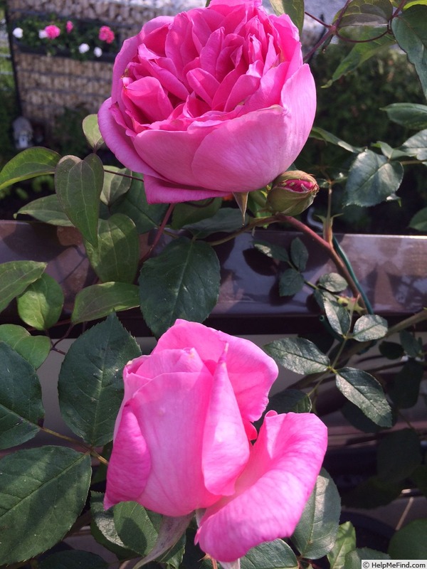 'Allen's Fragrant Pillar' rose photo