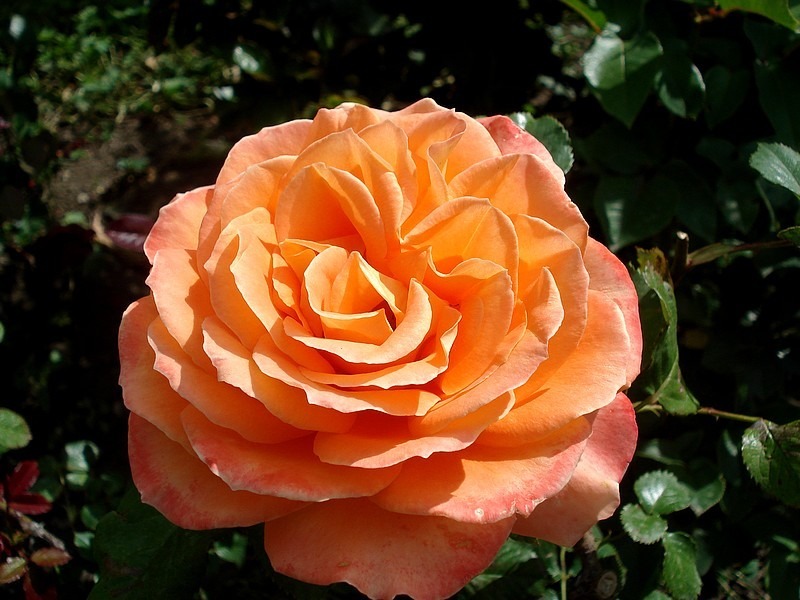 'Flora Danica' rose photo