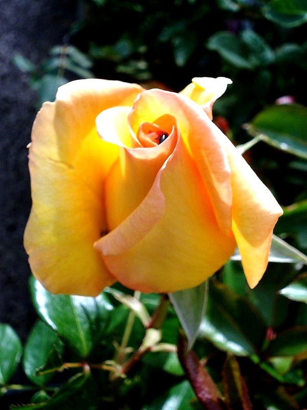 'Eureka ® (Hybrid Tea, Meilland, 2012)' rose photo