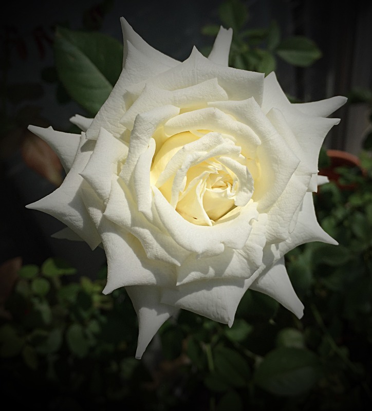 'Pope John Paul II ™ (Hybrid Tea, Zary, 2006)' rose photo