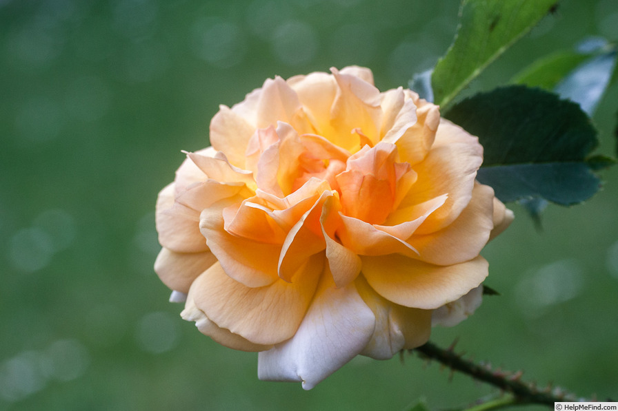 'Yellow Moss' rose photo