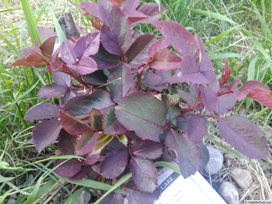 'Dream Come True ™ (grandiflora, Pottschmidt, 2006)' rose, click to enlarge 'Dream Come True ™ (grandiflora, Pottschmidt, 2006)' rose photo