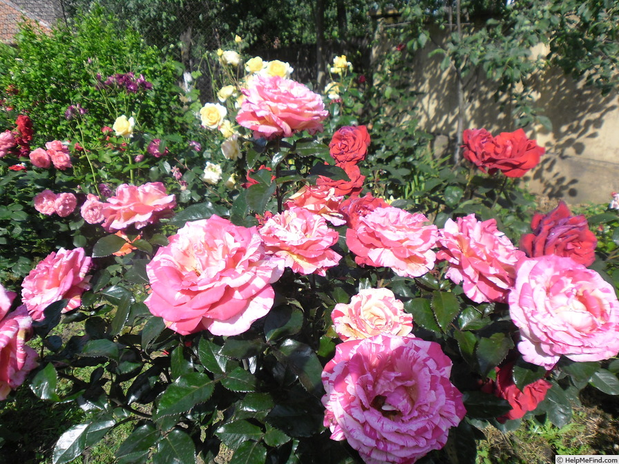 'Brocéliande ® (Hybrid Tea, Adam 2000)' rose photo