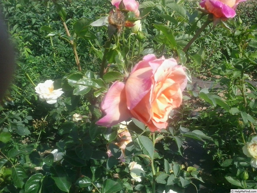 'Cassandra (shrub, Alberici, 2016)' rose photo