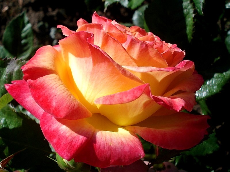 'KORgohowa' rose photo