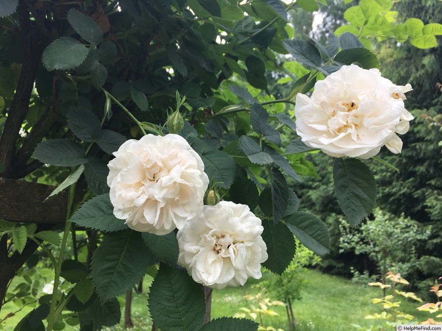 'Maxima (alba, Unknown before 1500)' rose photo