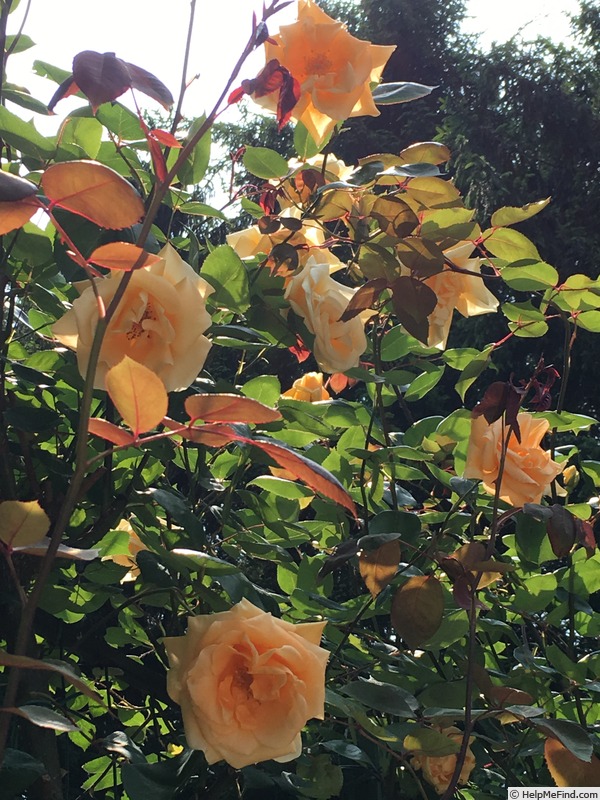 'Lady Hillingdon, Cl. (Tea Cl, Hicks, 1917)' rose, click to enlarge 'Lady Hillingdon, Cl. (Tea Cl, Hicks, 1917)' rose photo