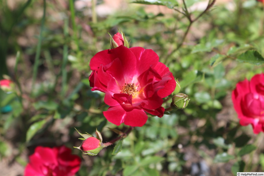 'Red Drift ®' rose photo
