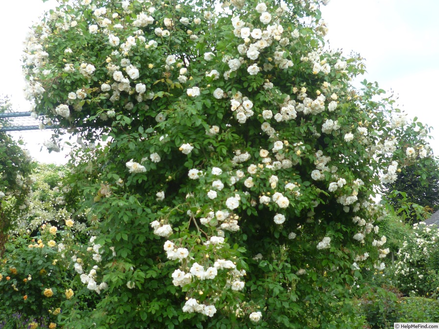 'Alister Stella Gray (noisette, Gray, 1894)' rose photo