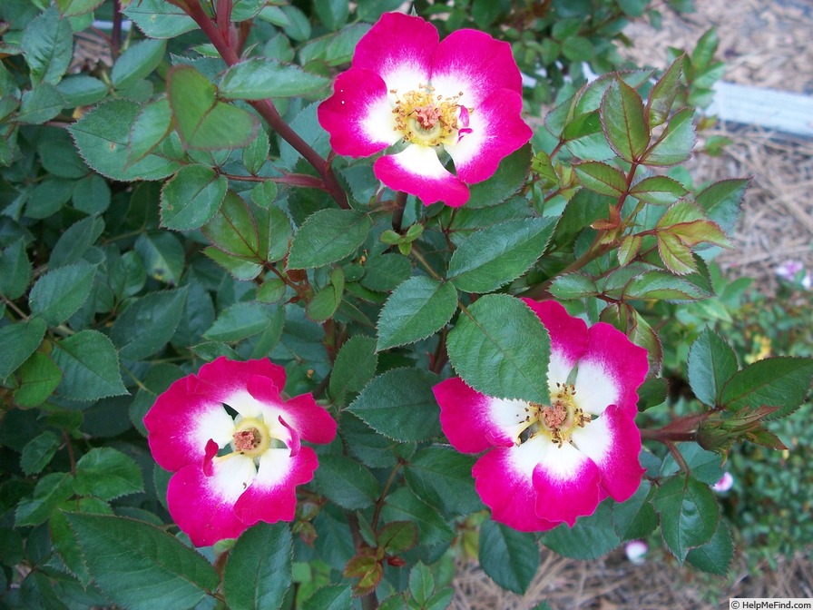 'Sweet Cassandra' rose photo