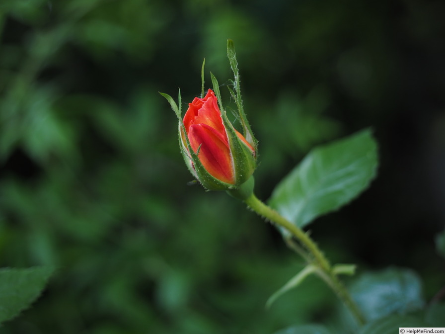'Westerland (Shrub, Kordes, 1969)' rose photo