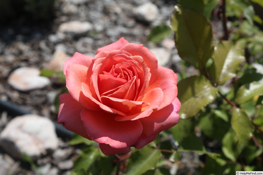 'Albrecht Dürer' rose photo