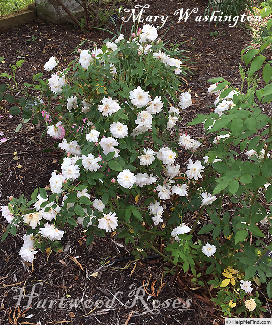 'Mary Washington' rose photo