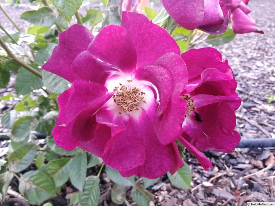 'Sultry Sangria ™' rose photo