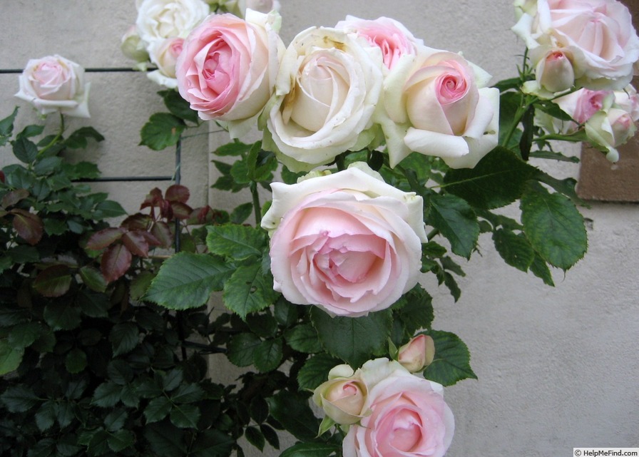 'Eden (Large Flowered Climber, Meilland, 1976/85)' rose photo
