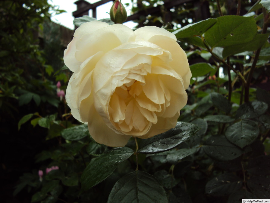 'Desdemona ® (Shrub, Austin, 2015)' rose photo