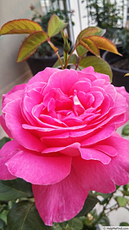 'Pink Peace' rose photo