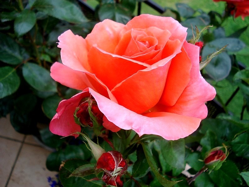 'Anne Vanderlove ®' rose photo