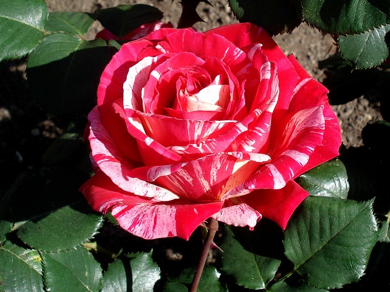 'Best Impression ®' rose photo