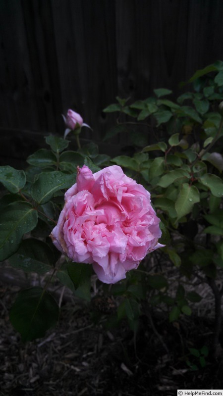 'Nancy Lee' rose photo