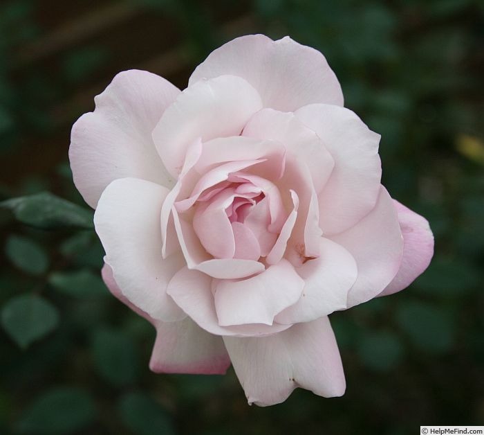 'Cool as Ice' rose photo