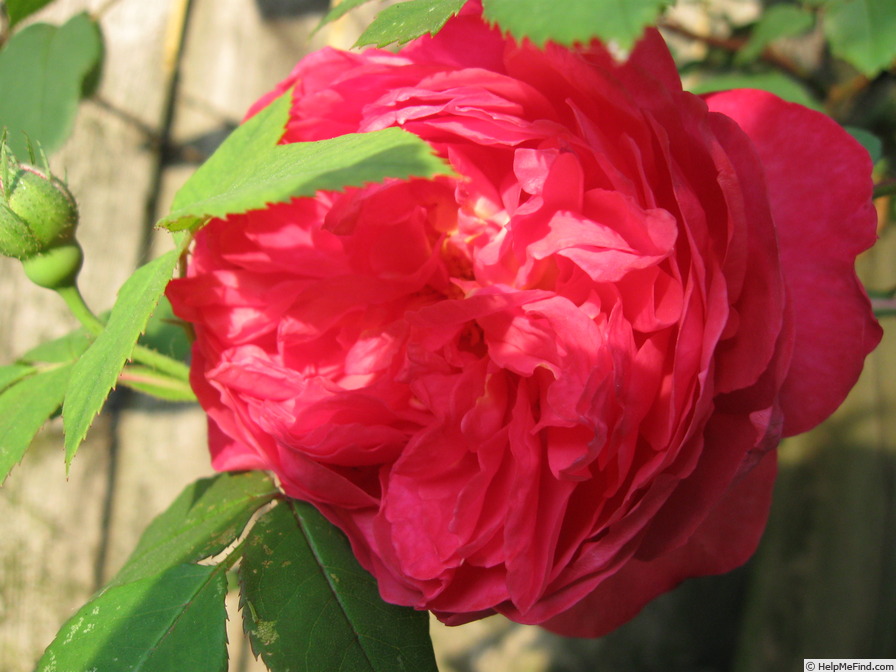 'Benjamin Britten' rose, click to enlarge 'Benjamin Britten' rose photo