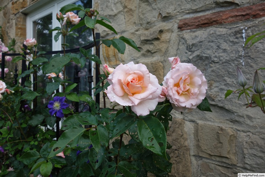 'Compassion ® (Large-Flowered Climber Harkness, 1972)' rose photo