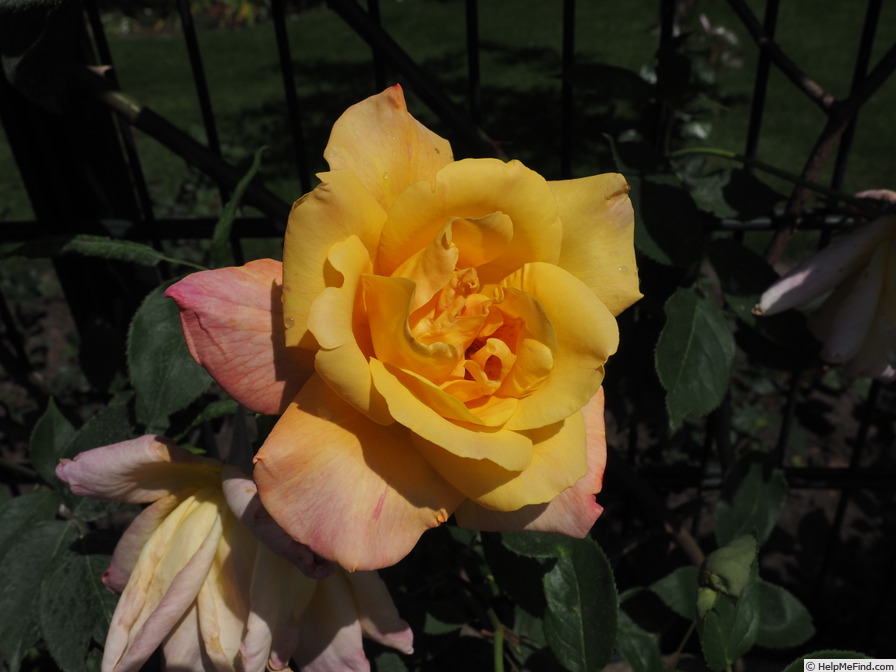 'Sutter's Gold, Cl.' rose photo
