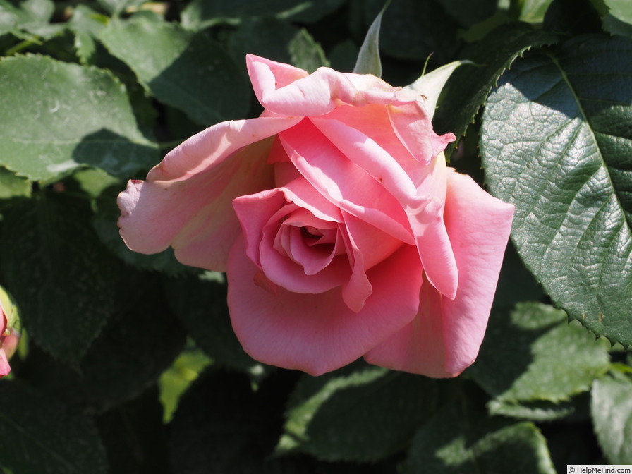 'Tiffany, Cl.' rose photo