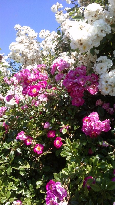 'Hermann Schmidt' rose photo