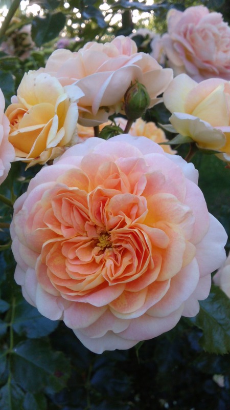 'Concerto 94' rose photo