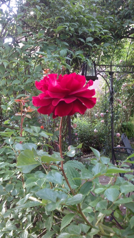 'Musimara ®' rose photo