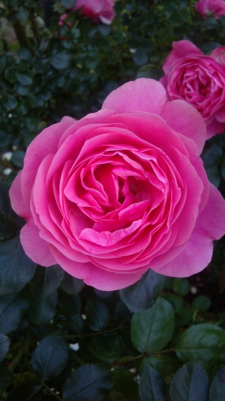 'Leonardo da Vinci, Cl.' rose photo