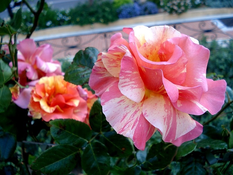 'Sorbet Fruité ® Cl.' rose, click to enlarge 'Sorbet Fruité ® Cl.' rose photo