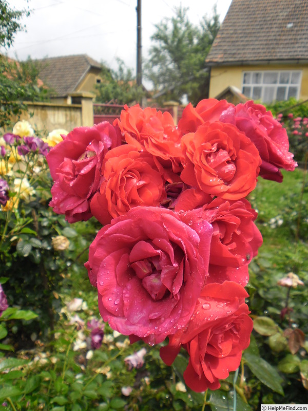 'Negresco ®' rose photo