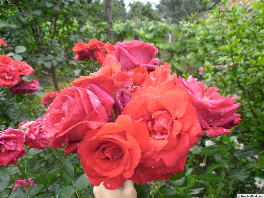 'Negresco ®' rose photo