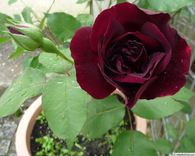 'Sénégal (Cl. Hybrid Tea, Mallerin, 1944)' rose photo