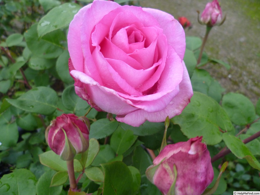 'Beverly ®' rose photo